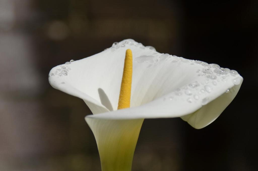 Havelock House Bed and Breakfast Havelock North Εξωτερικό φωτογραφία
