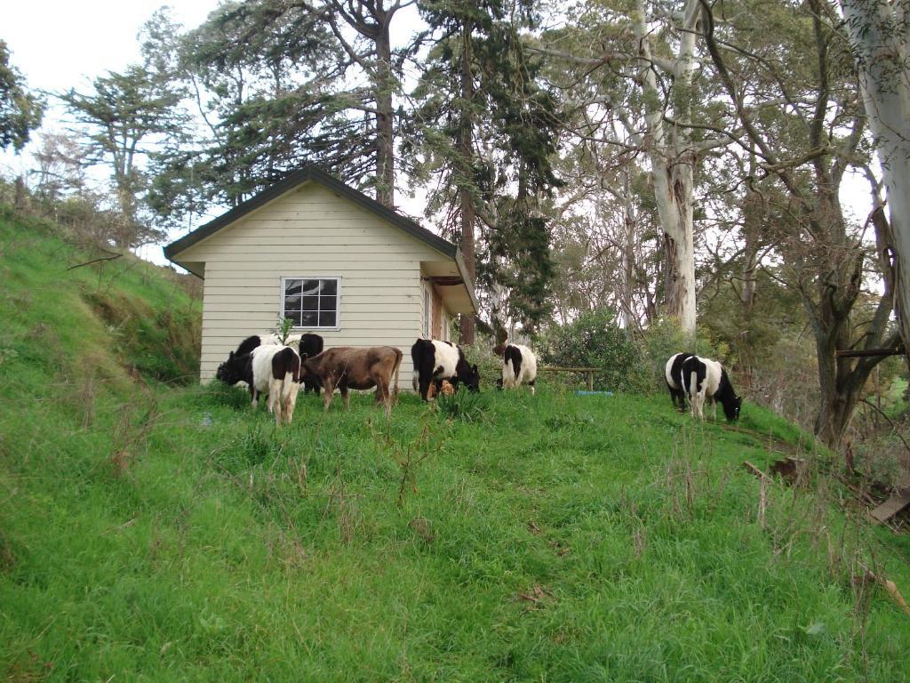 Havelock House Bed and Breakfast Havelock North Εξωτερικό φωτογραφία